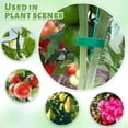 thumbnail image 2 of 5Pack Adjustable Plant Ties Reusable Self-Adhesive Nylon For Strong Support 10M*10Mm, 2 of 10