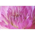 thumbnail image 3 of Millet, Karyn 14x11 Black Modern Framed Museum Art Print Titled - Pink Dahlia, 3 of 5