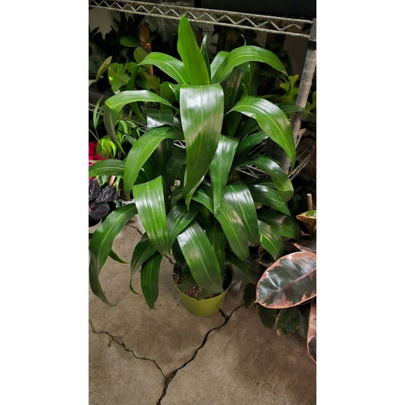 Dracaena Lisa Fragans Green on 8 inch pot, Get similar