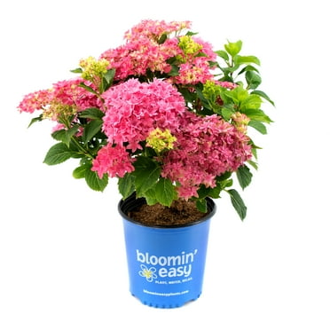 1 gal. Starfield Bigleaf Hydrangea (Macrophylla) Live Shrub, Pink Flowers