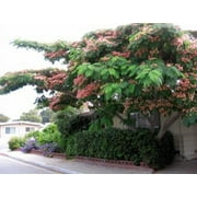 CZ Grain 30 Mimosa Silk Tree Albizia julibrissin Plant Seeds, Fragrant