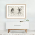 thumbnail image 6 of Dorysthenes Buqueti - Drawing Black and White Vintage Nature Botanical Line Art Unframed Wall Art Print 8 x 12 inches, 6 of 7