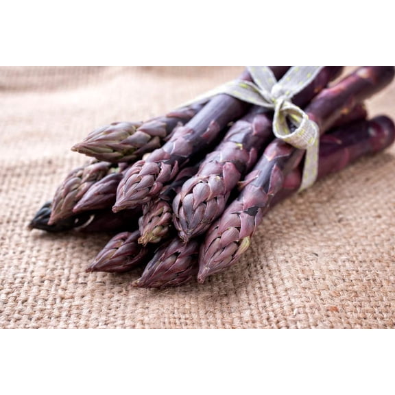Purple Passion Live Asparagus Bare Root Plants - 2yr Crowns - (20 Crowns)