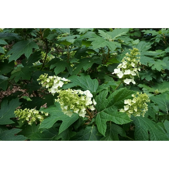 3 Hydrangea Quercifolia "Snow Queen" - 3.5 Inch Starter Plants