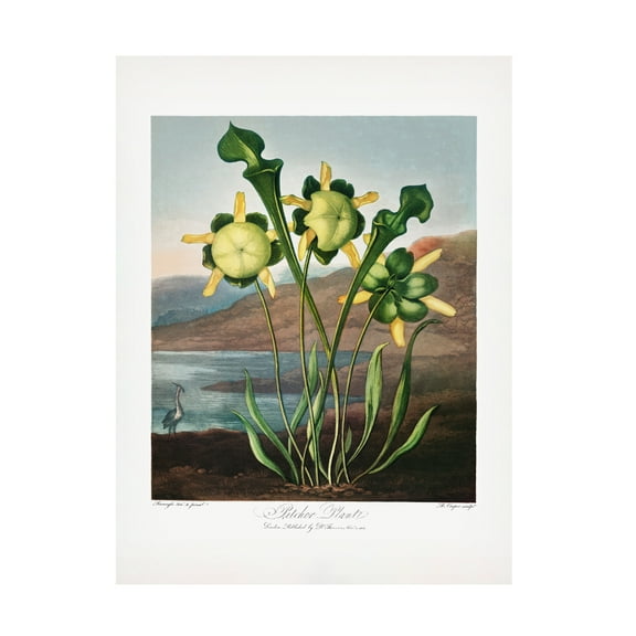 Trademark Fine Art Pictufy Pitcher Plant from The Temple of Flora 1807 Canvas Wall Art