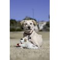 thumbnail image 2 of Juguete de peluche para perros con varias mascotas, 10 cm, color blanco/marrón, tamaño pequeño, 2 of 3