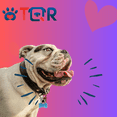 thumbnail image 2 of Placa DE Identificación Inteligente TQR BY FAKIRGEEK para Mascotas QR Perro Gato Bulldog Ingles Rosa Blanco, 2 of 9