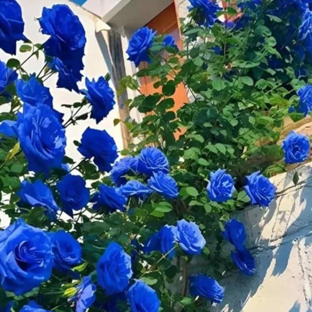 30 Seeds Blue Climbing Rose Seeds Perennial Mix Seeds Late Winter to Early Spring Planting Time