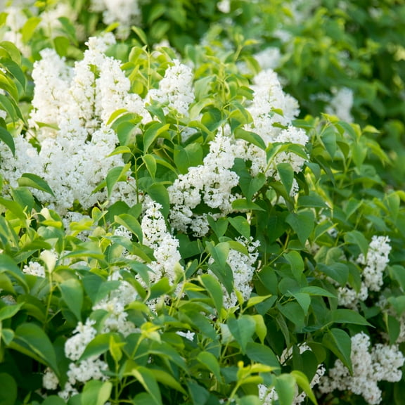 3 Gal. Pot, Snowy Beach Party White Flowering Lilac Deciduous Shrub - 1 plant per offer