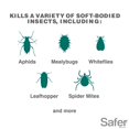 thumbnail image 2 of Jabón concentrado para matar insectos Safer 5118-6 para plantas, 2 of 9
