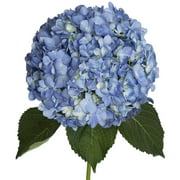 Hydrangeas 12 Stems of Shocking Blue Farm Direct Fresh Cut Flowers by Bloomingmore