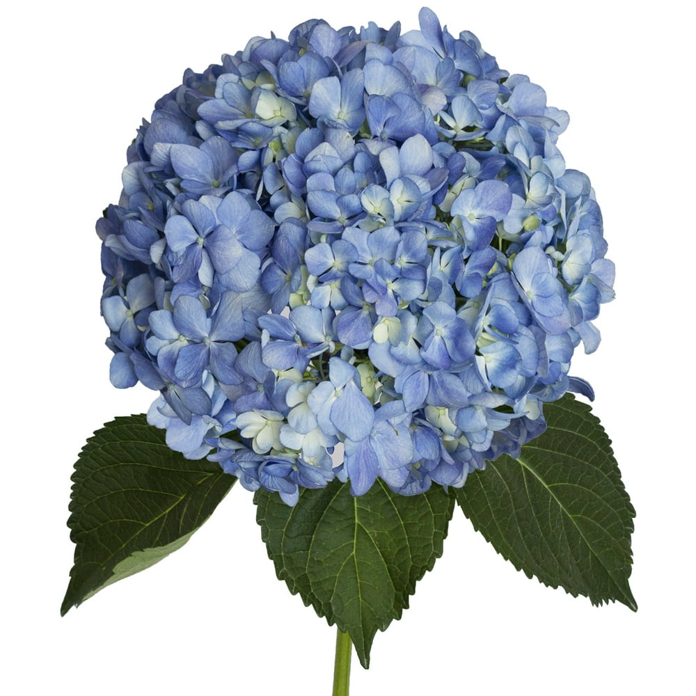 Shocking Blue Hydrangea - Fresh Cut Flowers - 12 Stems - by