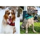 thumbnail image 3 of Uds. Bandana clásica a cuadros para perros, pañuelo de algodón, pañuelo para cachorros, bufanda triangular para perros pequeños, medianos y grandes, 3 of 6