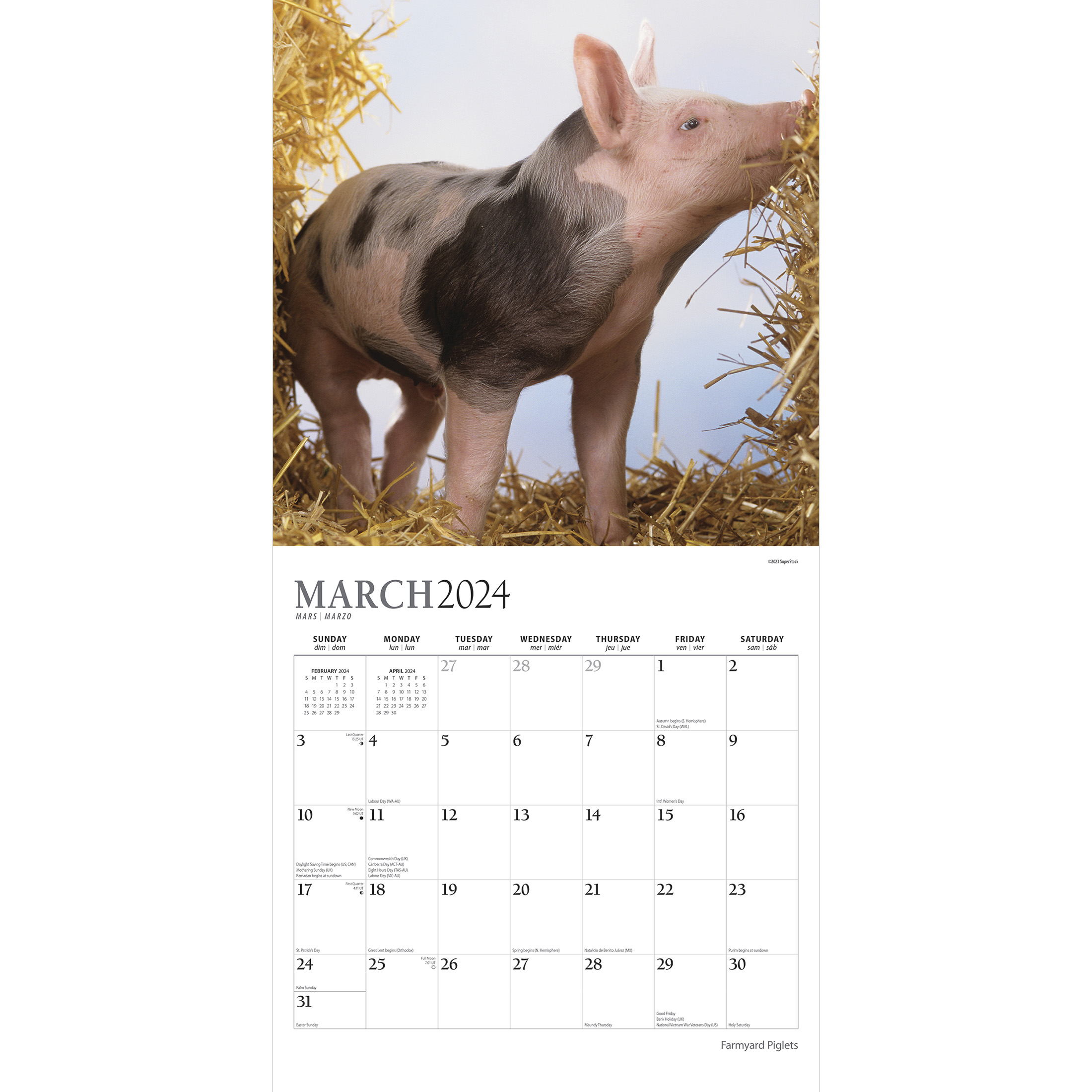 Farmyard Piglets | 2024 12x24 Farmyard Piglets | 2024 12x24