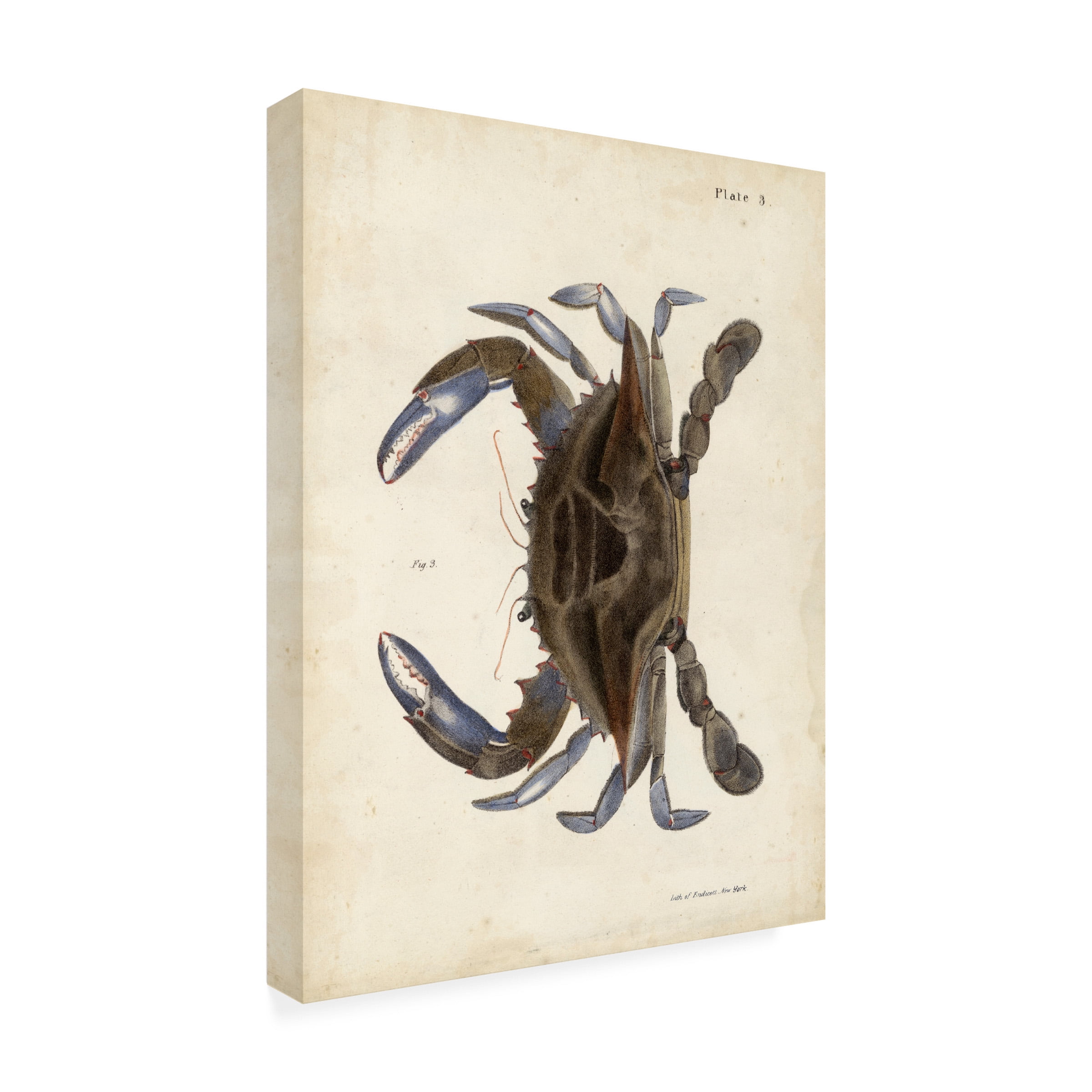 DeKay 'Vintage Crab II' Canvas Art