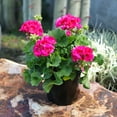 thumbnail image 3 of Altman Plants Pink Geranium Flowers, 2.5 Qt. Pot, Full Sun, Outdoor Flowering Live Plants, 3 of 11
