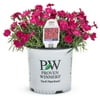 Proven Winners Outdoor Live Plant Dianthus 2.5QT