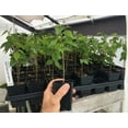 thumbnail image 4 of Dwarf Everbearing Black Mulberry Tree - Morus nigra - Live Plant, 4 of 5