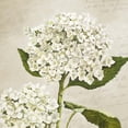 thumbnail image 2 of Hydrangeas II (Neutre) by Remy Dellal, Canvas Wall Art, 12W x 12H, 2 of 2