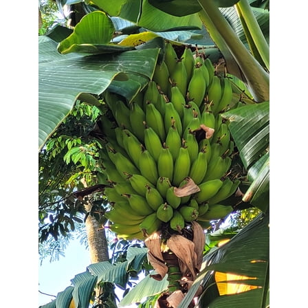 5 PLANTAIN BANANA Musa Balbisiana Hardy Red Flowering Sweet Wild Fruit Tree Seeds
