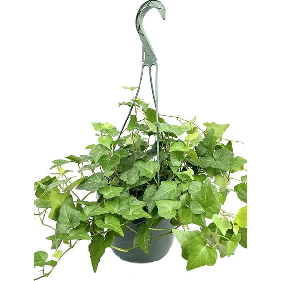 Green English Ivy Hanging Basket - Live Plant in an 8 Inch Pot - Hedera Helix - Beautiful Easy Care Indoor Air Purifying Houseplant Vine