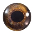 thumbnail image 5 of Redtail Hawk Glass Eyes, 5 of 7