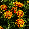 thumbnail image 4 of Marigold Bee Bonanza Plants, 4 Inch Pot, Colorful Flowers, 4 of 5