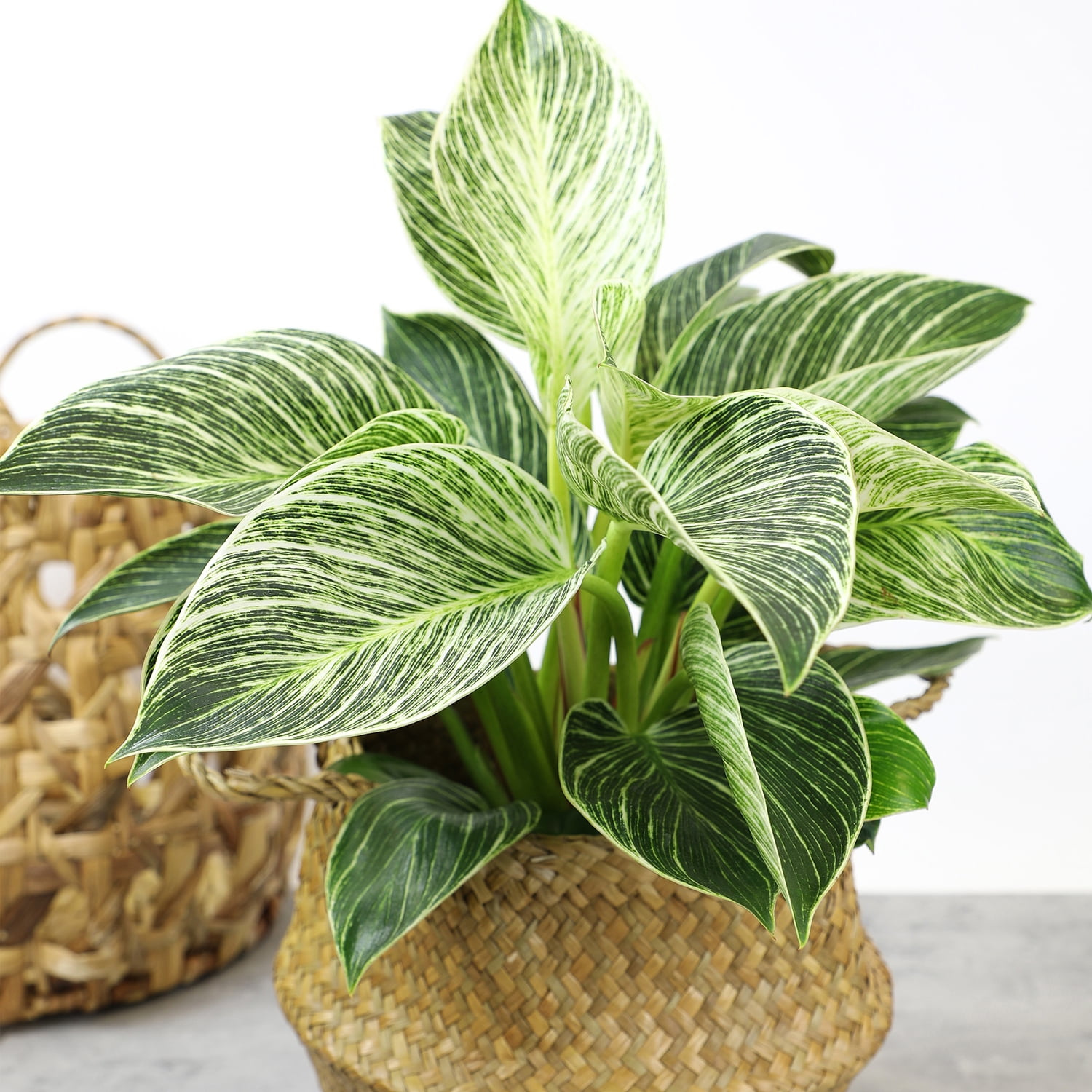 limelight hydrangea plants Hydrangea main image 0