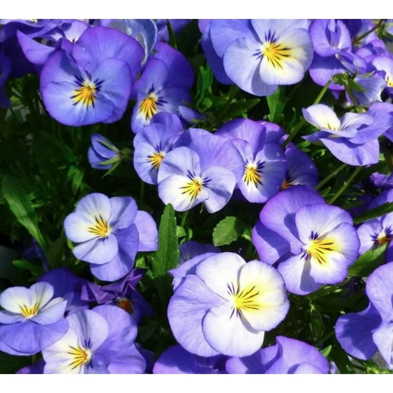 Better Homes and Gardens Outdoor Live Plant Viola Pansy Halo Sky