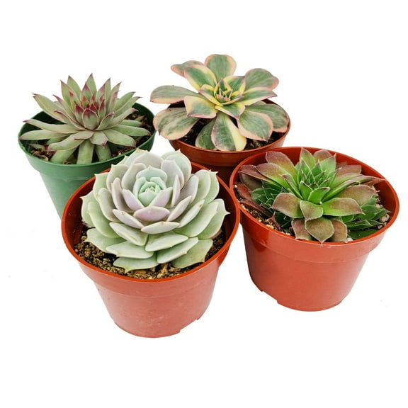 Rosette Shaped Succulent Pack 4" 4 Succulents