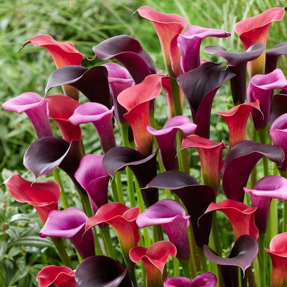 Midnight Jubilee Calla Lilies Mix Flower Bulbs - 3 Bulbs per Pack - Grows Well in Containers - Attracts Butterflies and Hummingbirds - Deer Resistant - Good as Cut Flowers