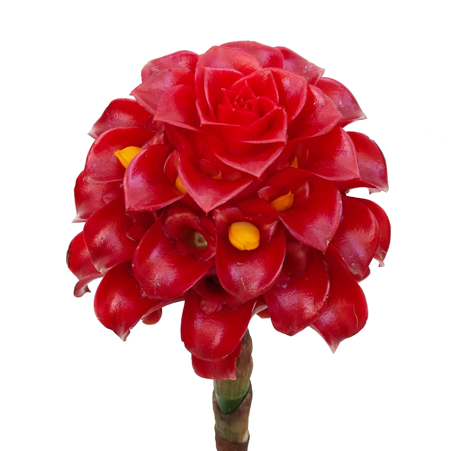 Nigth Torch - Farm Direct Fresh Cut Flowers - 8 Stems