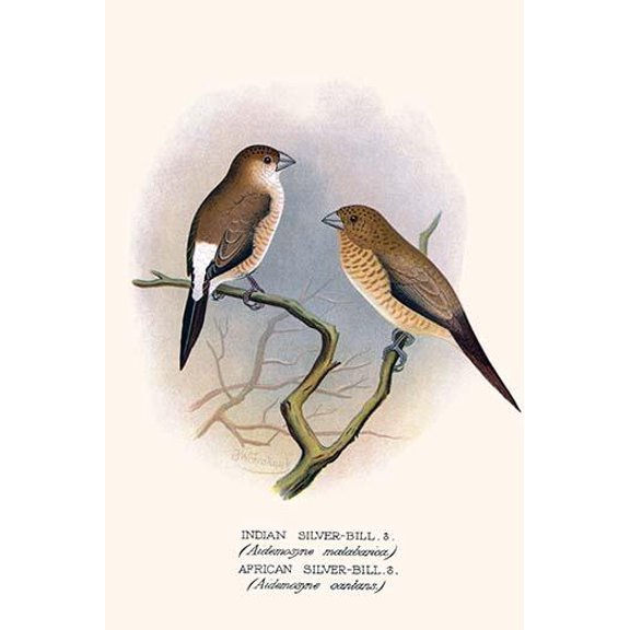 Indian Silver Bill & African Silver Bill-Fine Art Canvas Print (20" x 30")