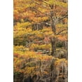 thumbnail image 2 of Jones, Adam 11x14 White Modern Wood Framed Museum Art Print Titled - Bald Cypress tree draped in Spanish moss with fall colors Caddo Lake State Park-Uncertain-Texas, 2 of 4