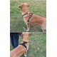 thumbnail image 1 of Reflective pulling harness for medium and large dogs, black, L, 1 of 3