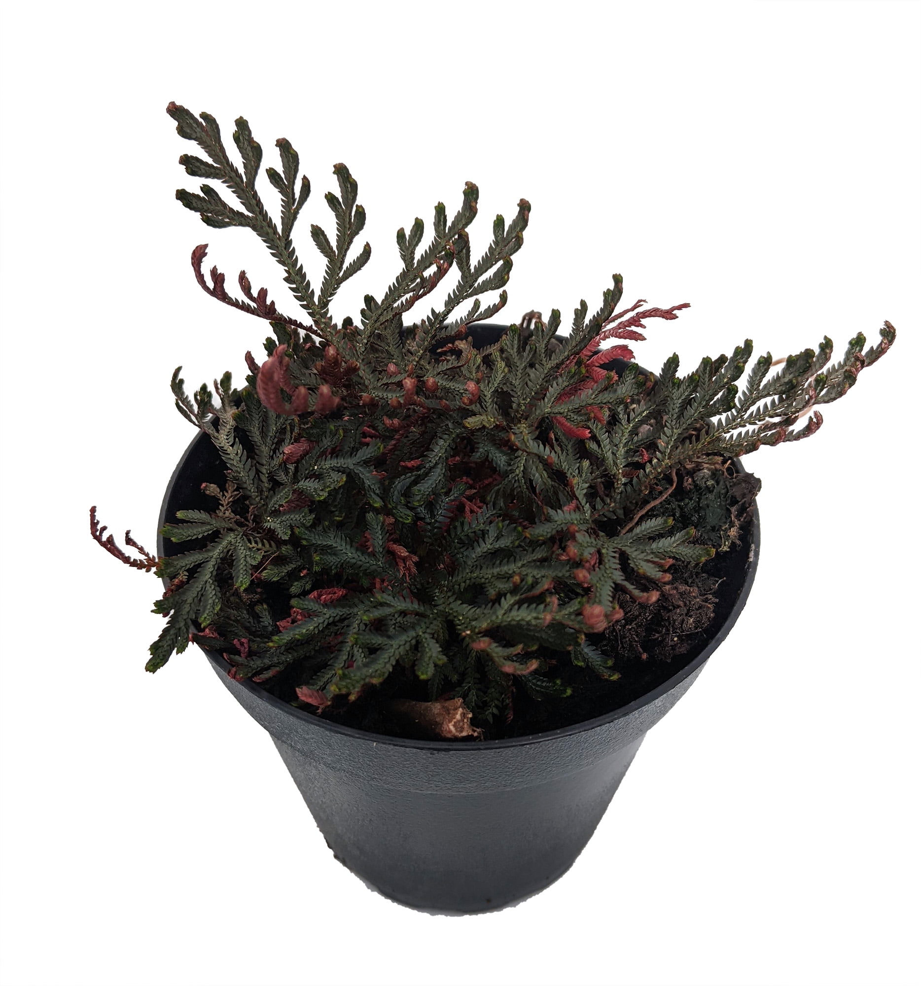 Ruby Red Club Moss Selaginella Exotic Easy House Plant 4" Pot
