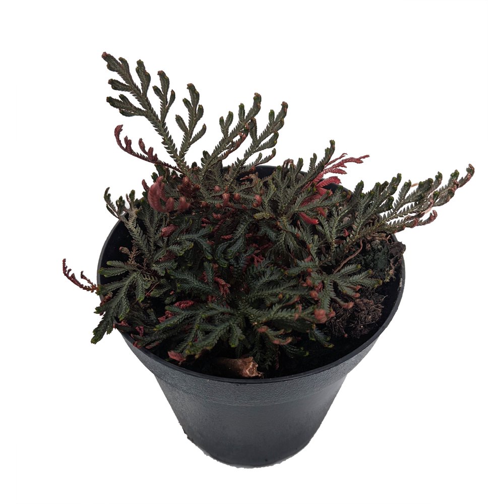 Ruby Red Club Moss Selaginella Exotic Easy House Plant 4" Pot