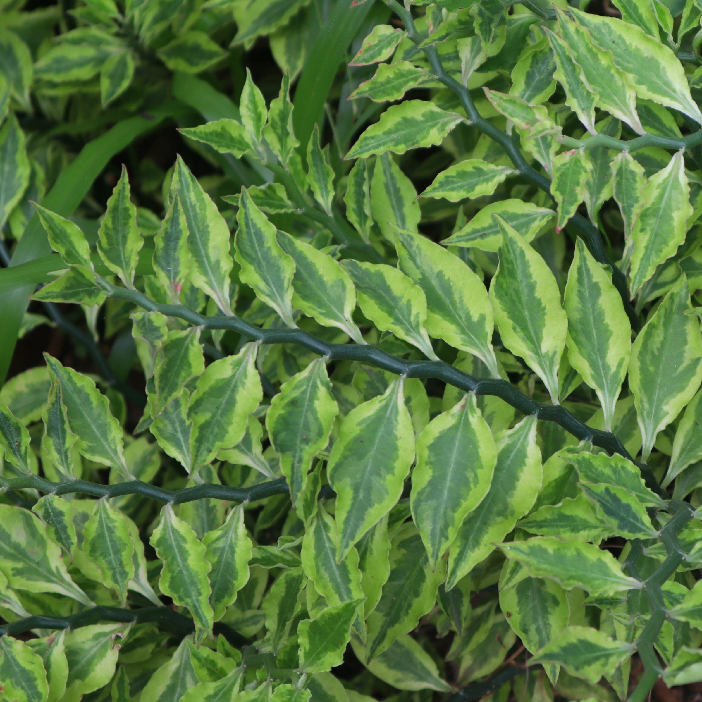 6 in. Pedilanthus Tith Variegated Plant in Grower Container
