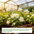 thumbnail image 4 of RitualBoxy Dried Jasmine Flower Tea 85g – Whole Flower Herbal Tea – Premium Jasmine Buds – Naturally Fragrant, Caffeine-Free, Loose Flower Tea for Hot or Iced Brewing, 4 of 5