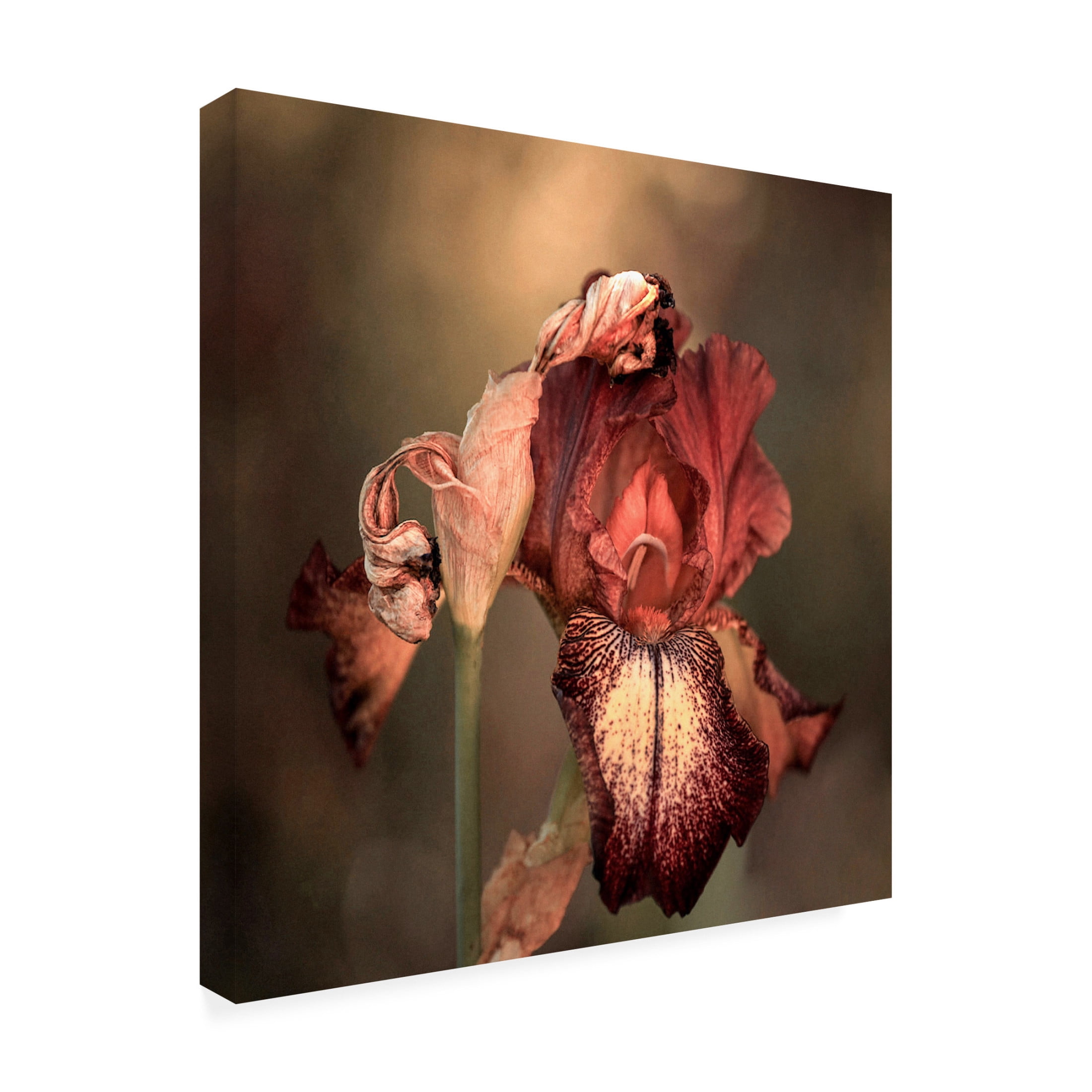 Trademark Fine Art Robin Wechsler  An Iris in Spring Canvas Wall Art