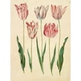 thumbnail image 2 of Holtzbecher, Johannes S. 25x32 Gold Ornate Wood Framed with Double Matting Museum Art Print Titled - Tulipa gesneriana, 2 of 4
