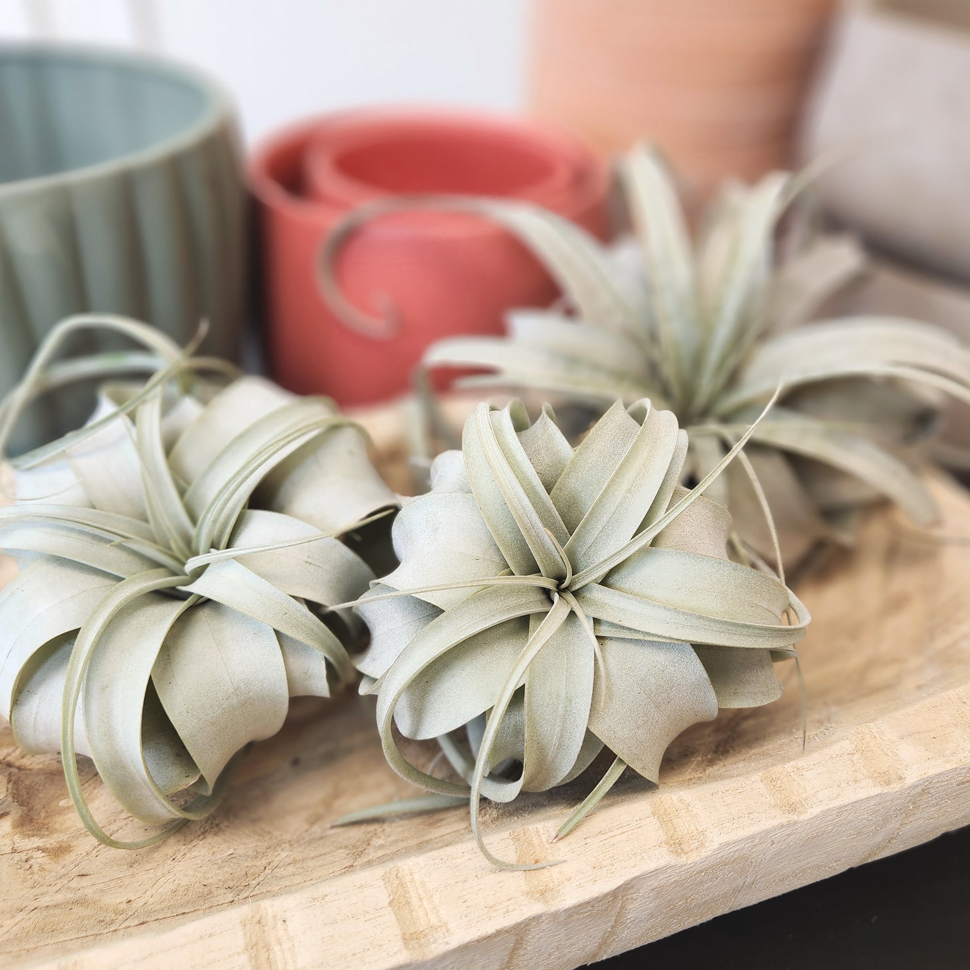 Altman Plants Large Tillandsia Xerographica Live Air Plant (3 Pack)