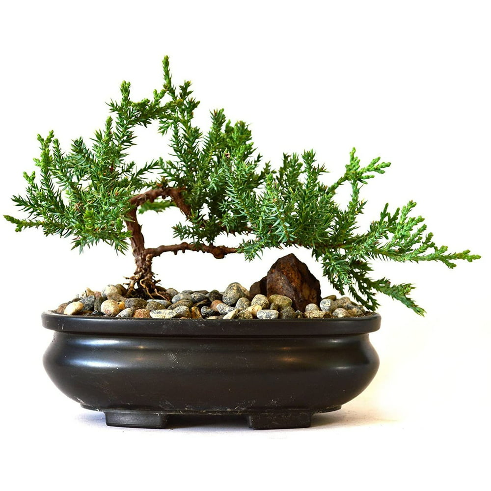 9GreenBox Juniper Tree Bonsai Best Gift