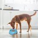 thumbnail image 4 of Cuenco para perros con alimentador lento, cuenco para comer lento antideglución, cuenco para agua y comida, comedero lento para comedores rápidos, cuenco para mascotas con reducción de deslizamiento, 4 of 5