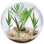Beach In The Bowl Terrarium Kit