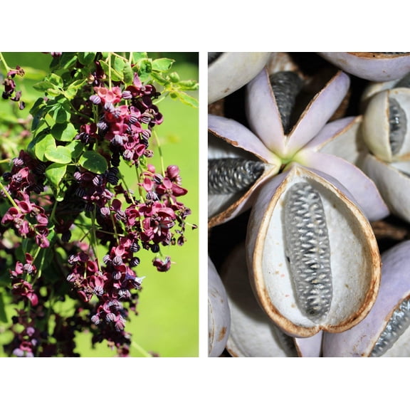 15 CHOCOLATE VINE Edible Fruit Akebia Trifoliata Flower Ornamental Climber Seeds