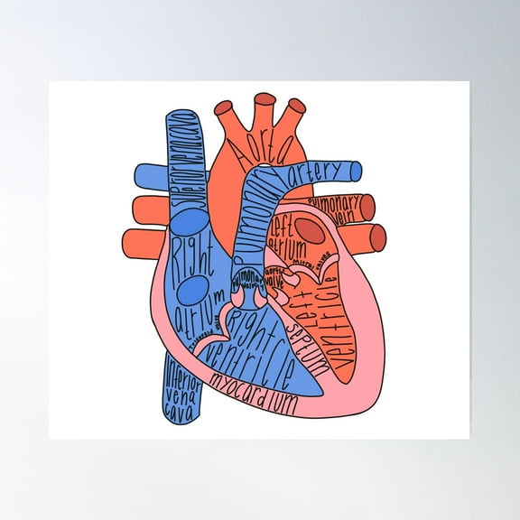 Labeled Heart Anatomy Poster Wall Art, Modern Wall Decor, 8x12 UNFRAMED