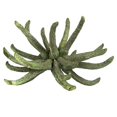 thumbnail image 1 of Vickerman H1SCL150 3-4 in. Frosted Green Spider Claws - 16-20 Piece, 1 of 1