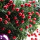 thumbnail image 4 of Venta al por mayor de bayas artificiales de Navidad, hojas de acebo rojas y doradas, corona de ratán, mini bayas falsas, adornos para árbol de Navidad, decoración del hogar, 4 of 5
