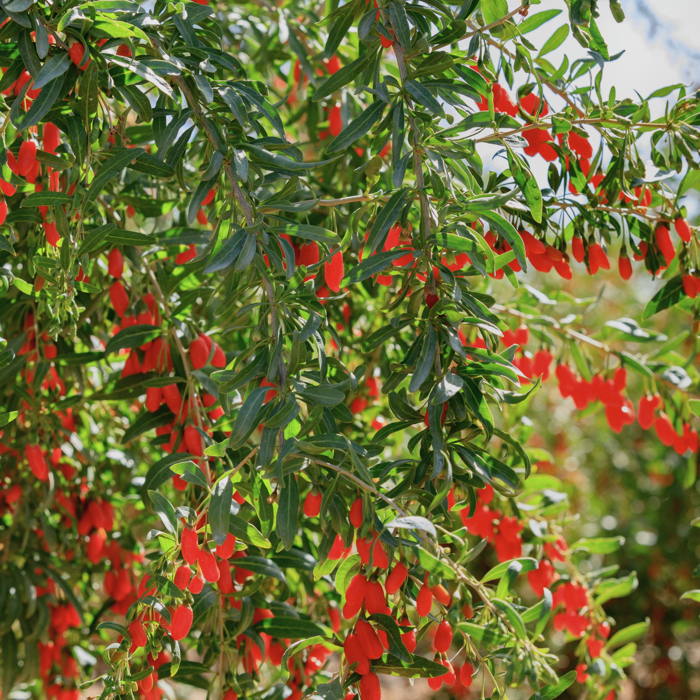 National Plant Network Live Shrub 1 gal Gogi Berry with Full Sunlight